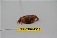 藏品(雙齒近相手蟹)的圖片